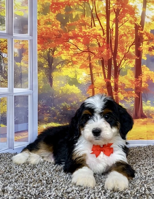 Photo of Mr. Toby the F2 Mini-Bernedoodle puppy
