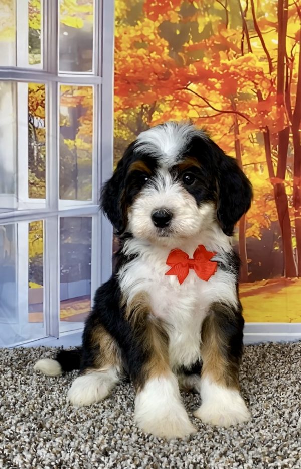 Photo of Mr. Toby the F2 Mini-Bernedoodle puppy