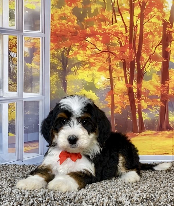 Photo of Mr. Toby the F2 Mini-Bernedoodle puppy