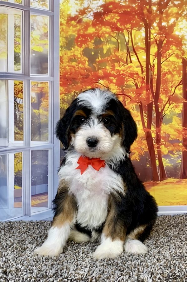 Photo of Mr. Toby the F2 Mini-Bernedoodle puppy