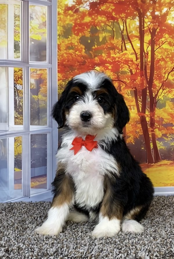 Photo of Mr. Toby the F2 Mini-Bernedoodle puppy