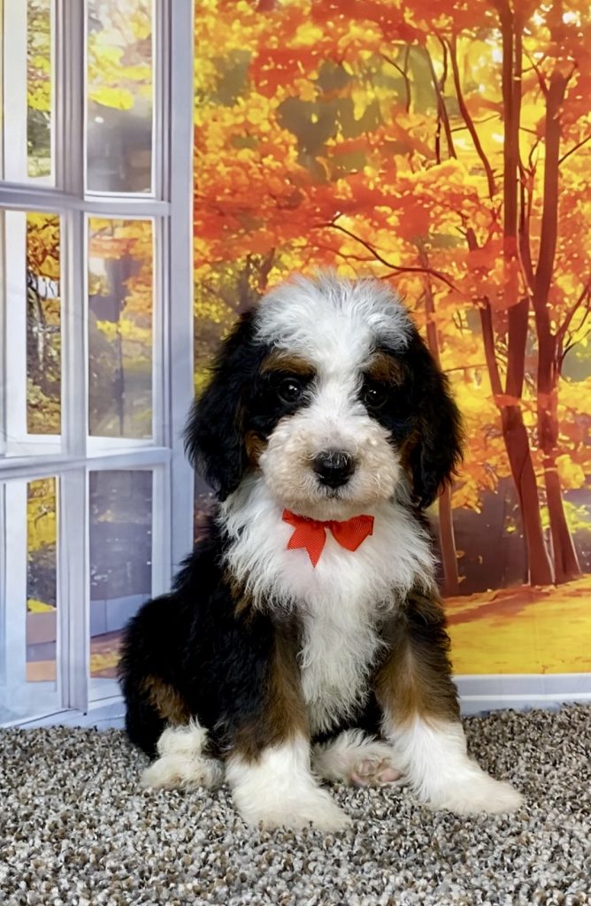 Photo of Mr. Toyota the F2 Mini-Bernedoodle puppy