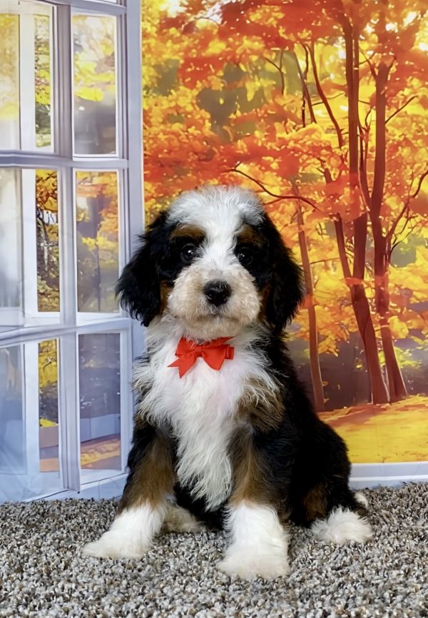 Photo of Mr. Toyota the F2 Mini-Bernedoodle puppy