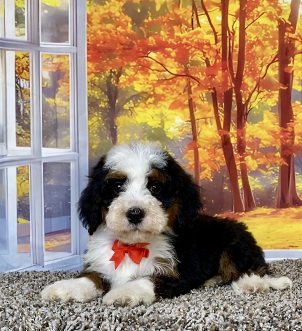 Photo of Mr. Toyota the F2 Mini-Bernedoodle puppy