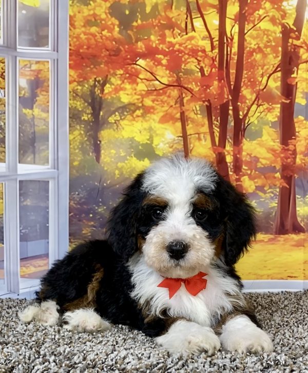 Photo of Mr. Toyota the F2 Mini-Bernedoodle puppy