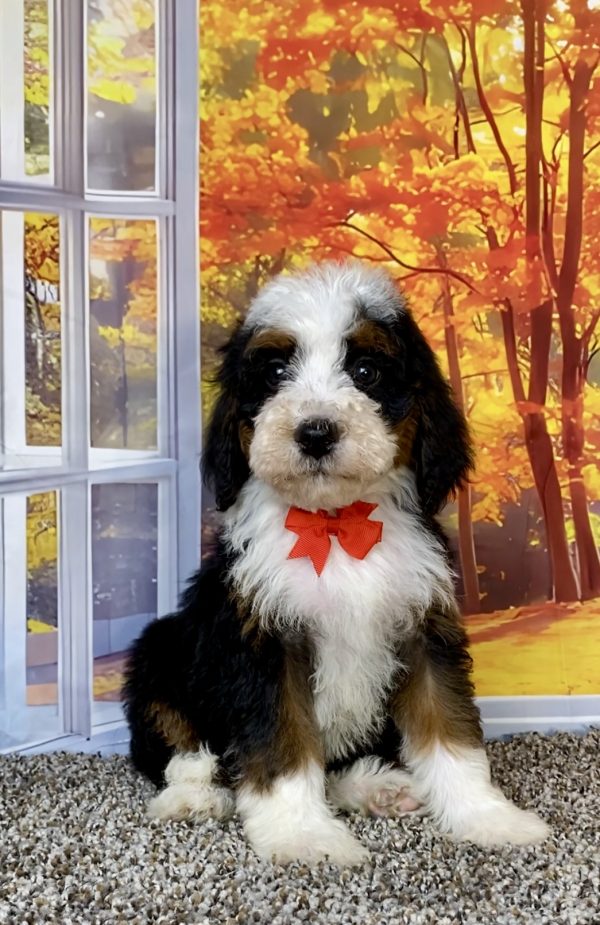 Photo of Mr. Toyota the F2 Mini-Bernedoodle puppy