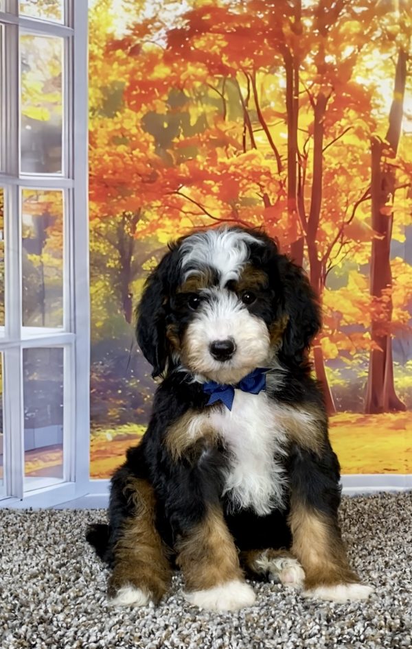Mr. Tundra the F2 Mini-Bernedoodle puppy