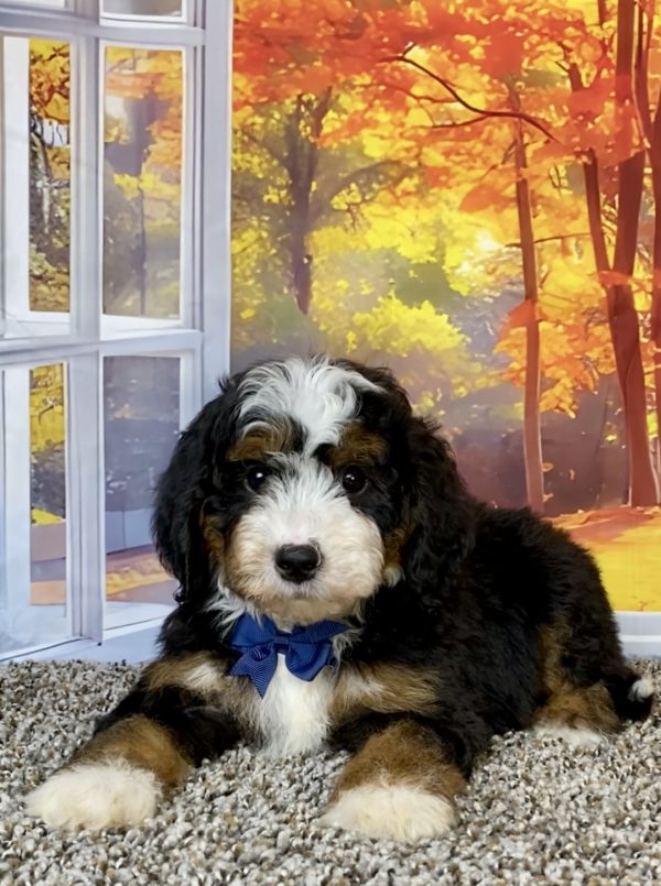 Photo of Mr. Tundra the F2 Mini-Bernedoodle puppy