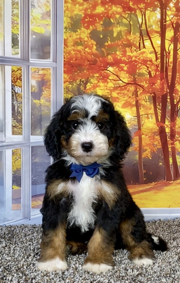 Photo of Mr. Tundra the F2 Mini-Bernedoodle puppy