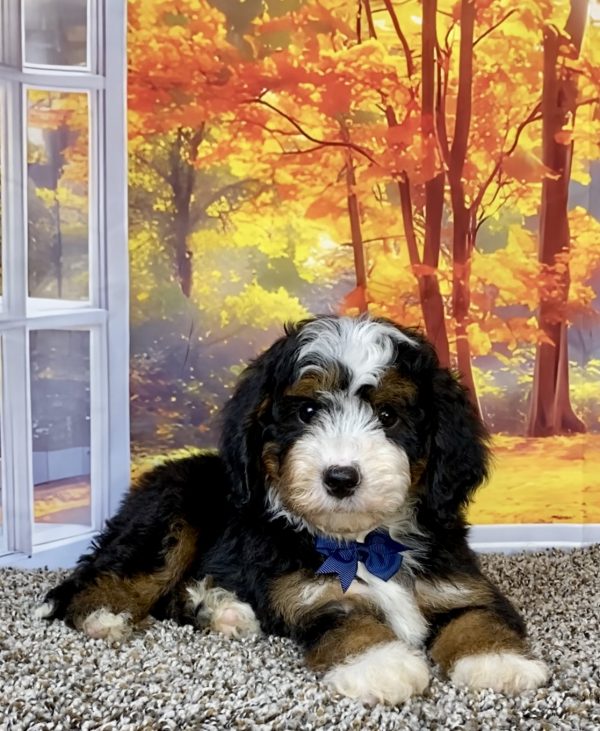 Photo of Mr. Tundra the F2 Mini-Bernedoodle puppy