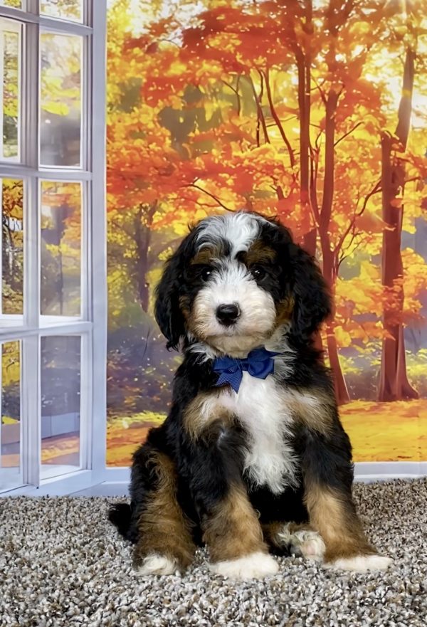 Photo of Mr. Tundra the F2 Mini-Bernedoodle puppy