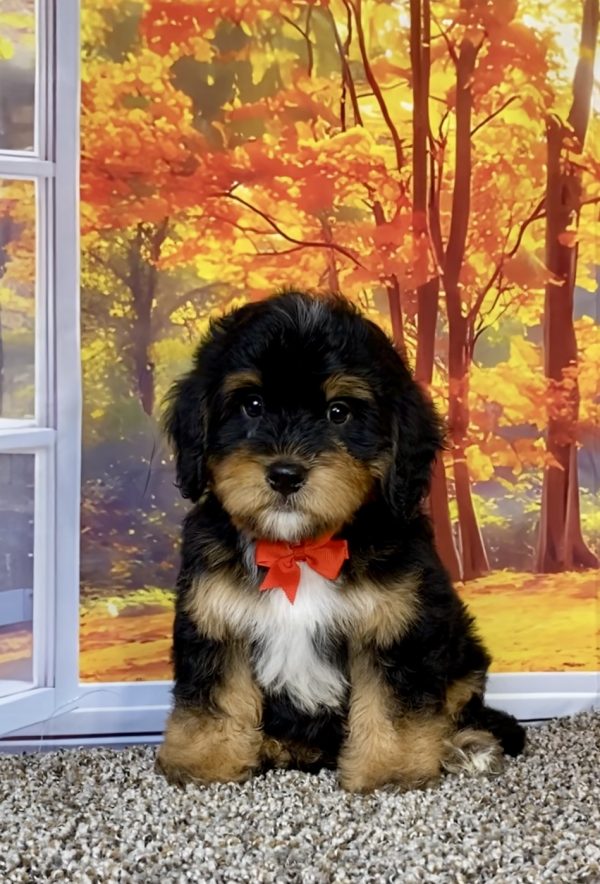 Mr. Wade the F1 Mini-Bernedoodle puppy