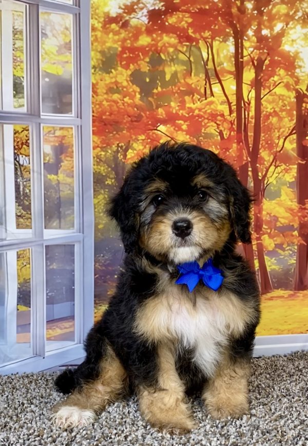 Mr. Wes the F1 Mini-Bernedoodle puppy