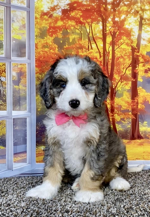 Ms. Allie the F1 Mini-Bernedoodle puppy