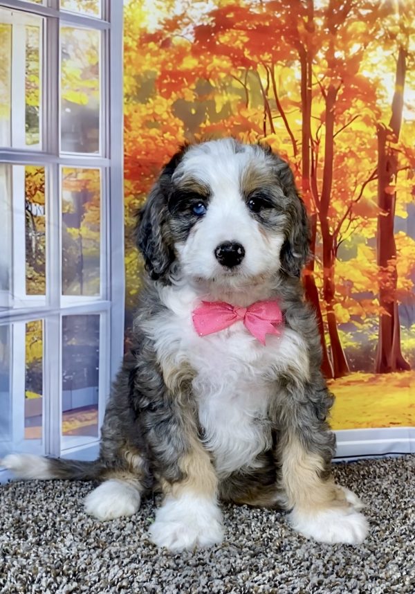 Photo of Ms. Allie the F1 Mini-Bernedoodle puppy