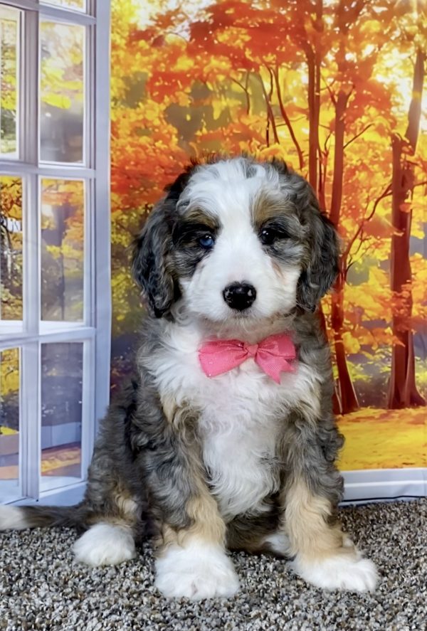 Photo of Ms. Allie the F1 Mini-Bernedoodle puppy