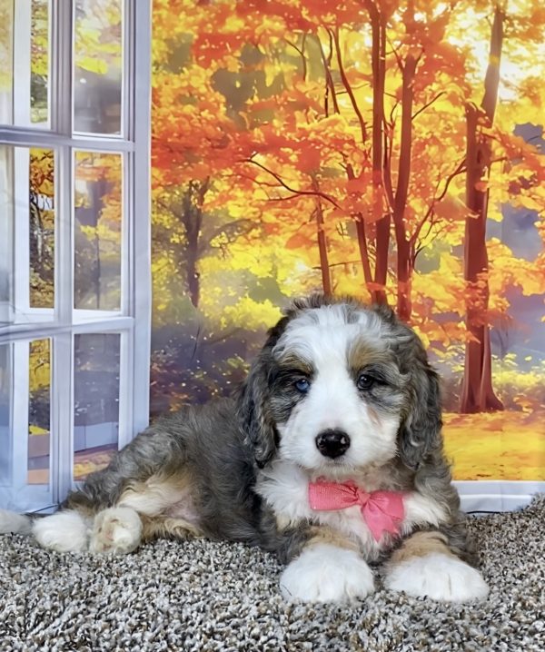 Photo of Ms. Allie the F1 Mini-Bernedoodle puppy