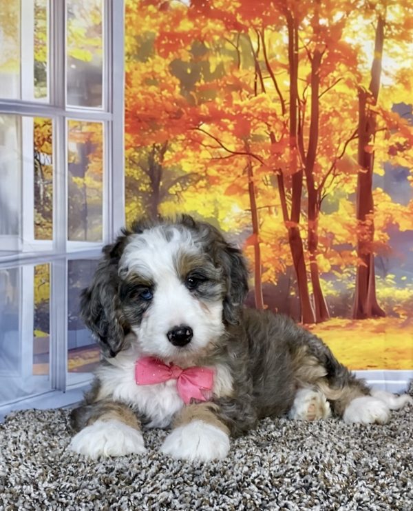 Photo of Ms. Allie the F1 Mini-Bernedoodle puppy