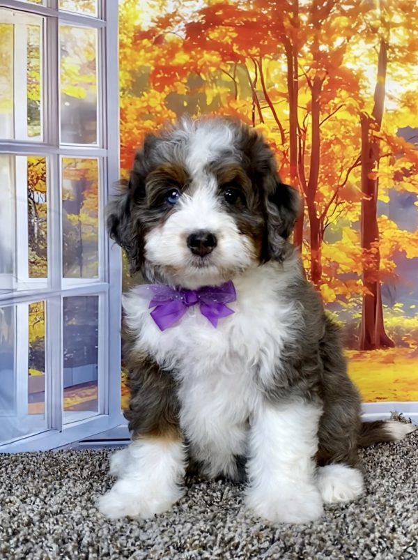 Ms. Amy the F1 Mini-Bernedoodle puppy