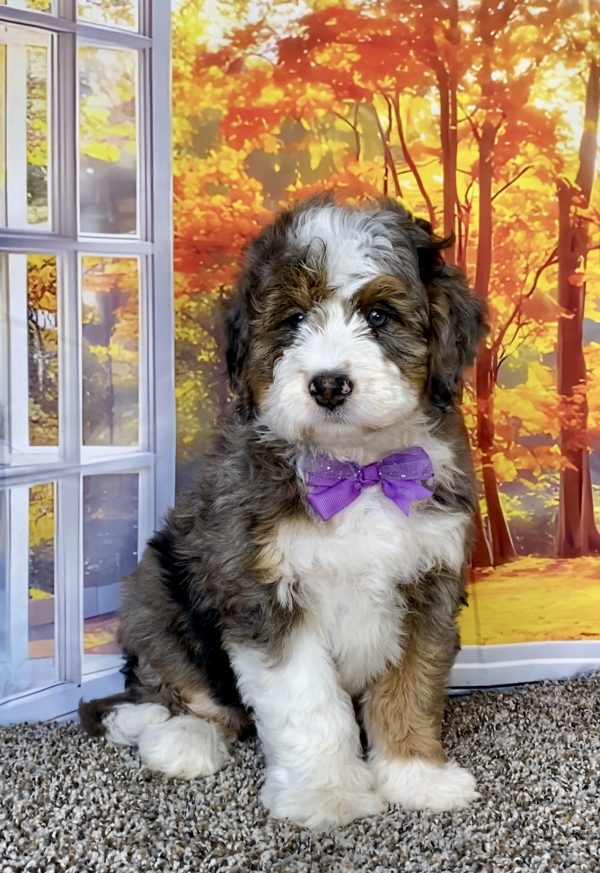 Ms. Ann the F1 Mini-Bernedoodle puppy