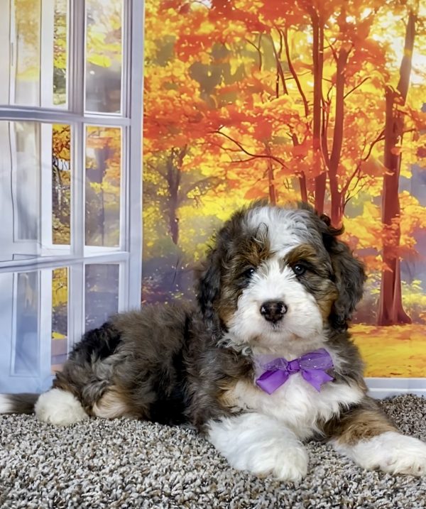 Photo of Ms. Ann the F1 Mini-Bernedoodle puppy