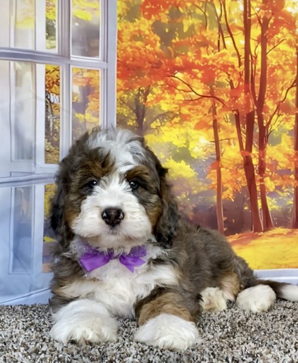 Photo of Ms. Ann the F1 Mini-Bernedoodle puppy
