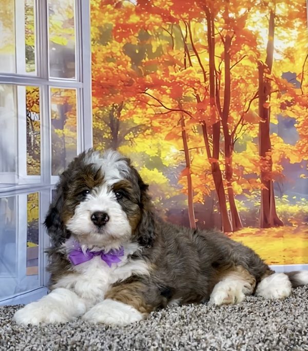 Photo of Ms. Ann the F1 Mini-Bernedoodle puppy