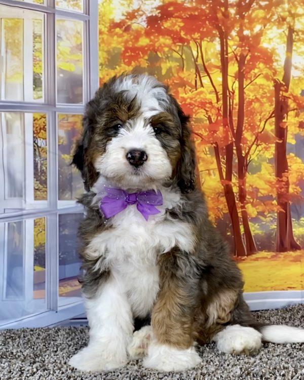 Photo of Ms. Ann the F1 Mini-Bernedoodle puppy