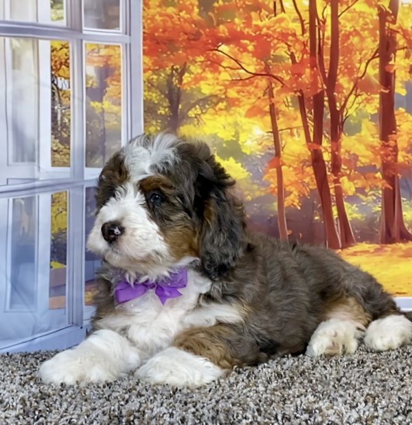 Photo of Ms. Ann the F1 Mini-Bernedoodle puppy