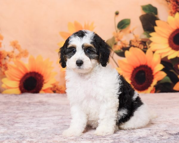 Ms. Niva the F1B Mini-Bernedoodle puppy