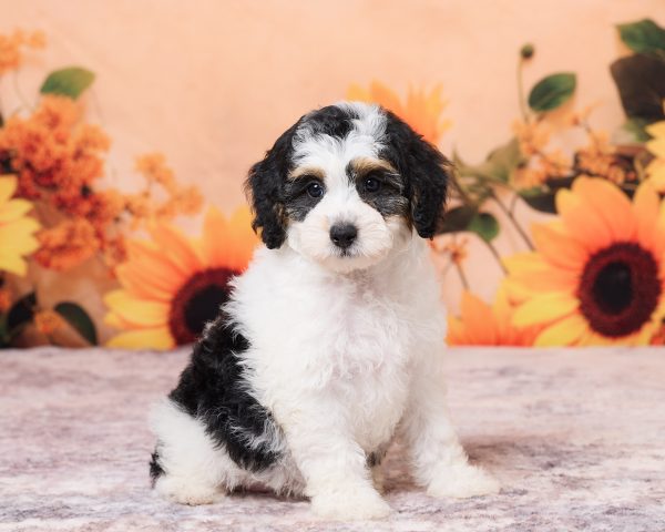 Photo of Ms. Niva the F1B Mini-Bernedoodle puppy