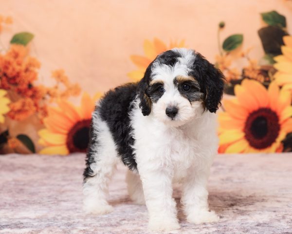 Photo of Ms. Niva the F1B Mini-Bernedoodle puppy