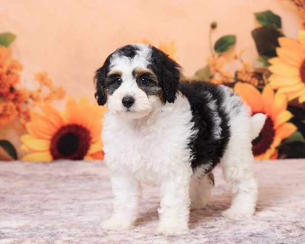 Photo of Ms. Niva the F1B Mini-Bernedoodle puppy