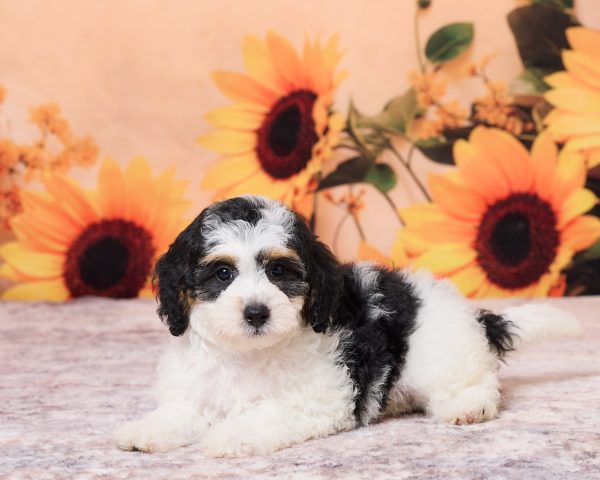 Photo of Ms. Niva the F1B Mini-Bernedoodle puppy