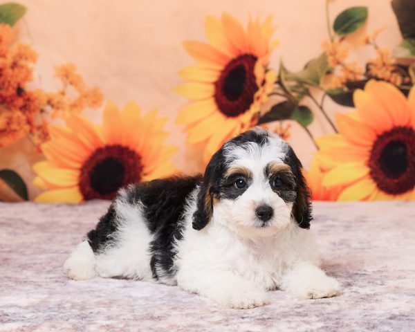 Photo of Ms. Niva the F1B Mini-Bernedoodle puppy