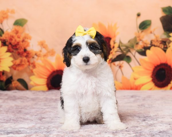 Photo of Ms. Niva the F1B Mini-Bernedoodle puppy