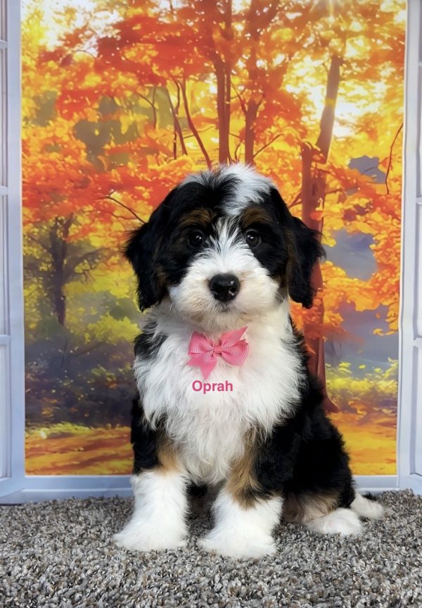 Photo of Ms. Oprah the F1 Mini-Bernedoodle puppy