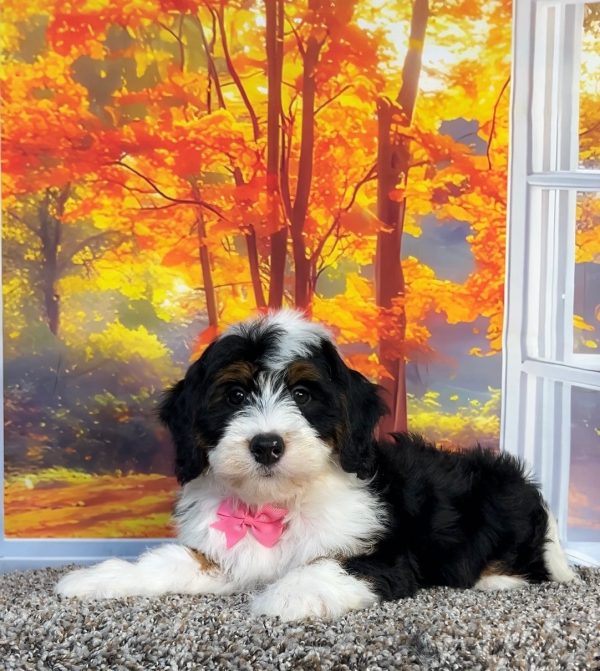 Photo of Ms. Oprah the F1 Mini-Bernedoodle puppy
