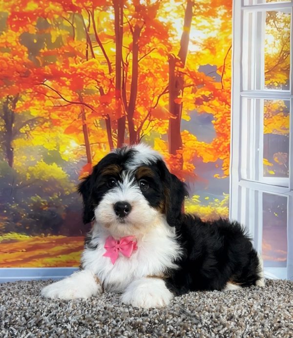 Photo of Ms. Oprah the F1 Mini-Bernedoodle puppy