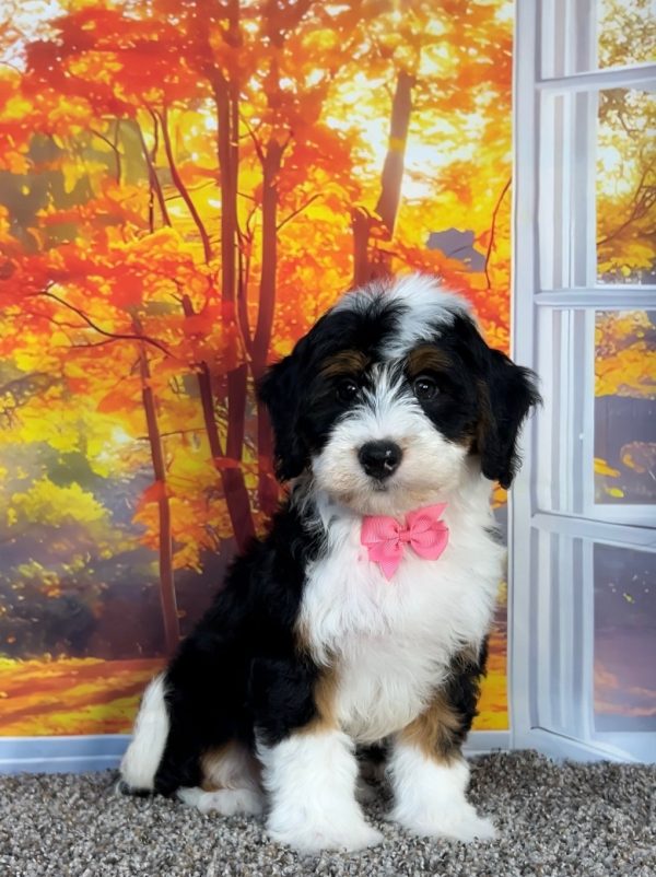 Photo of Ms. Oprah the F1 Mini-Bernedoodle puppy