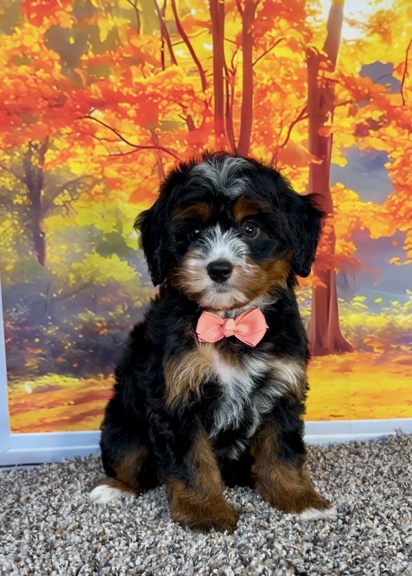Photo of Ms. Pansy the F1 Mini-Bernedoodle puppy
