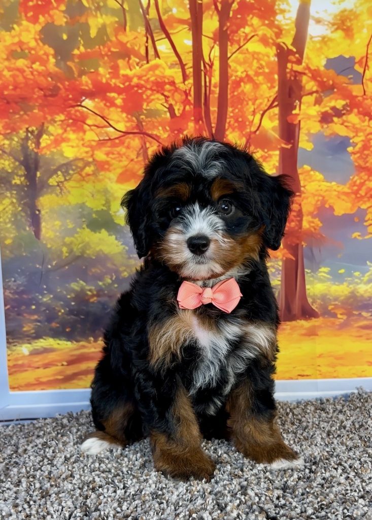 Photo of Ms. Pansy the F1 Mini-Bernedoodle puppy