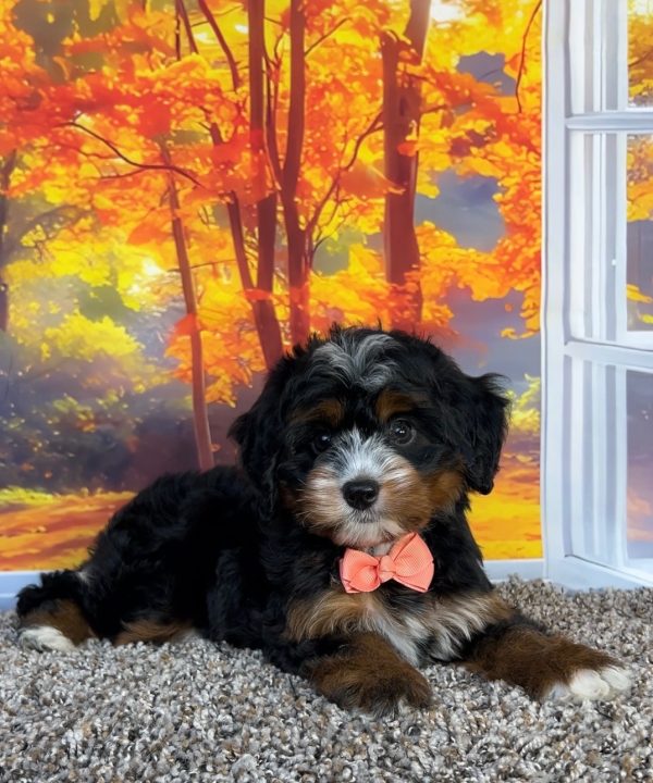 Photo of Ms. Pansy the F1 Mini-Bernedoodle puppy