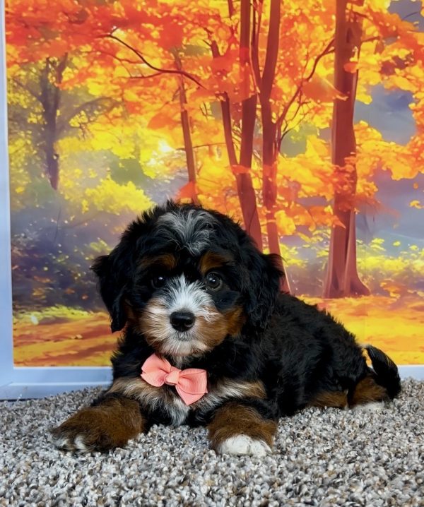 Photo of Ms. Pansy the F1 Mini-Bernedoodle puppy