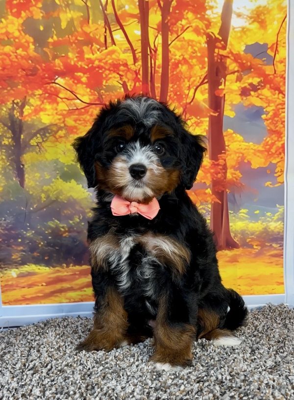 Photo of Ms. Pansy the F1 Mini-Bernedoodle puppy