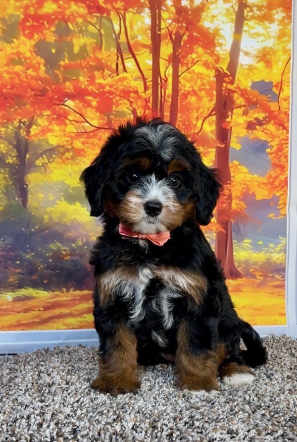 Photo of Ms. Pansy the F1 Mini-Bernedoodle puppy