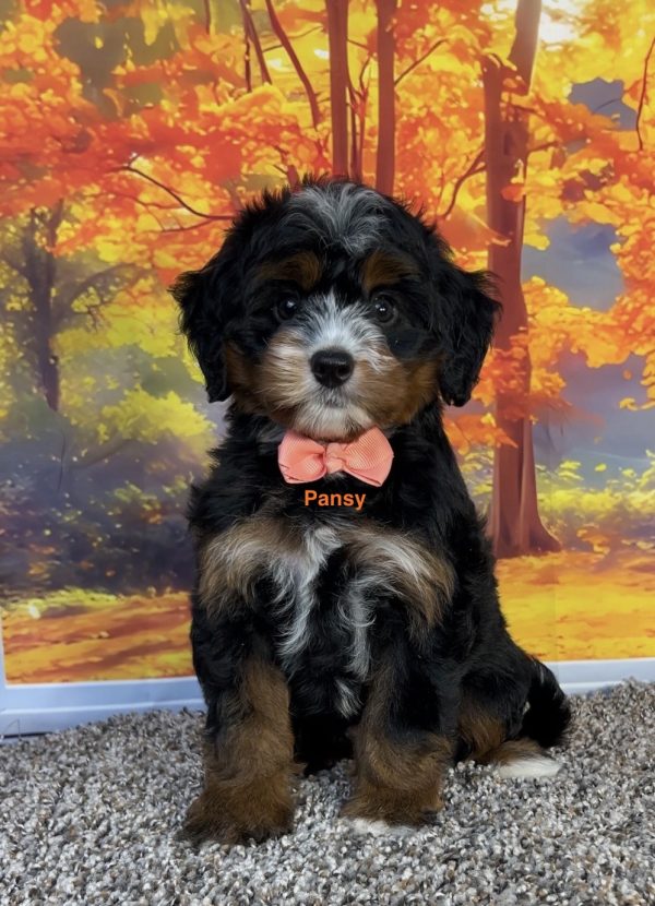 Photo of Ms. Pansy the F1 Mini-Bernedoodle puppy