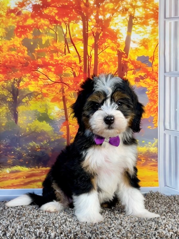 Photo of Ms. Penny the F1 Mini-Bernedoodle puppy