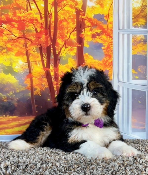 Photo of Ms. Penny the F1 Mini-Bernedoodle puppy