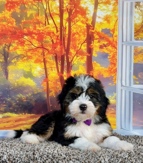 Photo of Ms. Penny the F1 Mini-Bernedoodle puppy